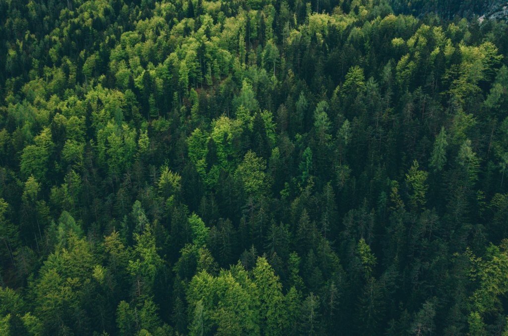 Bilde av en skog