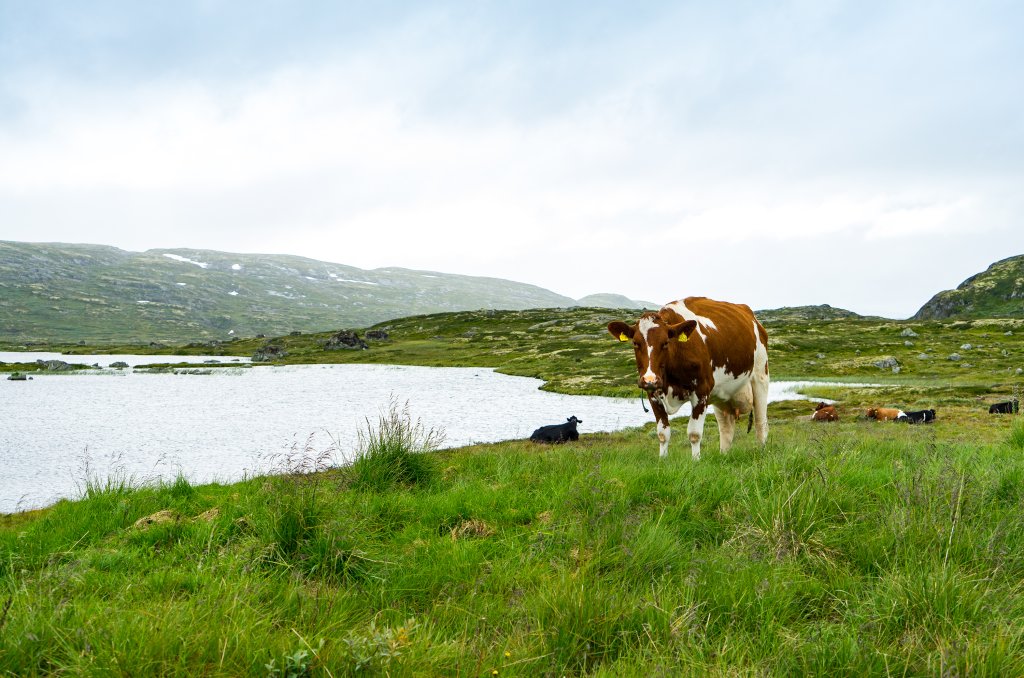 Bildet viser en ku i naturen