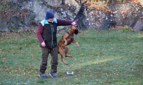 Rådgiver på dagen – hundetrener på kvelden