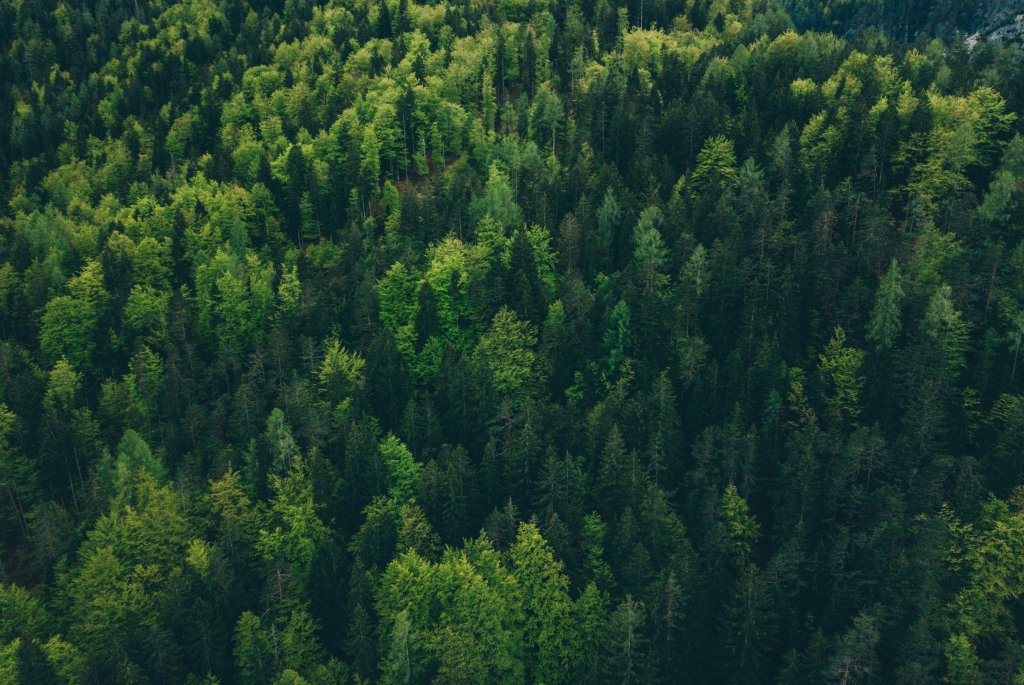 Bilde av en skog